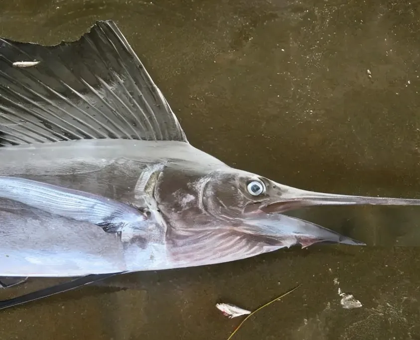 Mayil | மயில் | Sword Fish (cleaned)