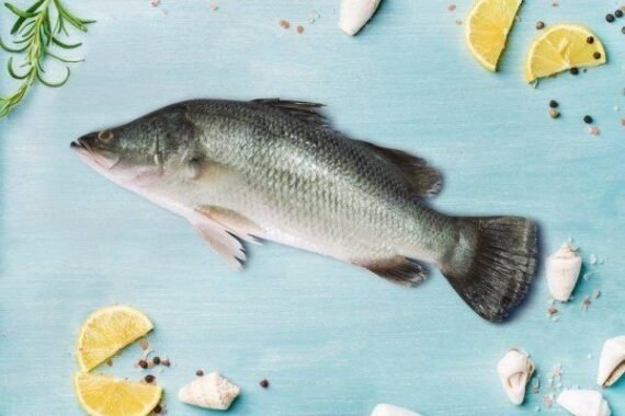 Koduva | கொடுவா | Sea bass (cleaned)