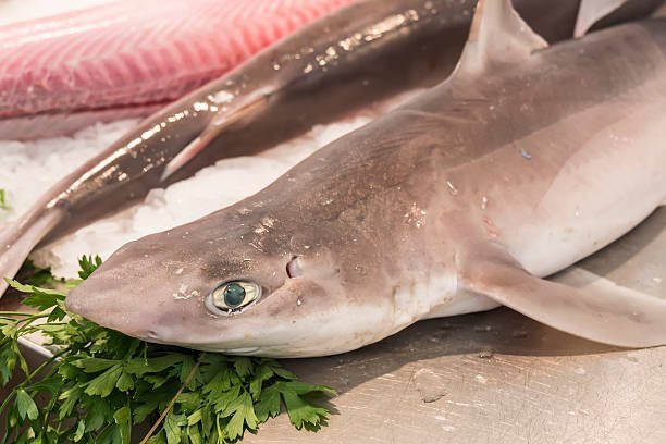 Sura | சுறா | Milky shark (cleaned)