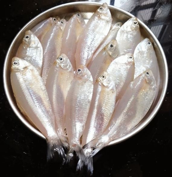 நீர் சுடும்பு | Neer Sudumbu | Milk fish (cleaned)